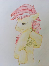 Size: 3024x4032 | Tagged: safe, alternate version, artist:docard, roseluck, earth pony, pony, g4, apprehensive, colored pencil drawing, colored sketch, female, flower, pencil, pencil drawing, playful, rose, sketch, solo, traditional art