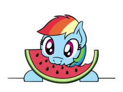 Size: 648x486 | Tagged: safe, artist:flutterluv, rainbow dash, pegasus, pony, g4, animated, cute, dashabetes, eating, female, food, herbivore, mare, nibbling, nom, ponified animal photo, simple background, solo, watermelon, white background