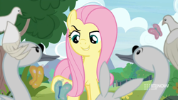 Size: 1280x720 | Tagged: safe, screencap, angel bunny, fluttershy, bird, butterfly, pegasus, pigeon, pony, rabbit, swan, g4, memnagerie, my little pony: friendship is forever, animal, female, flapping, flying, glare, grin, looking at each other, looking down, mare, narrowed eyes, raised eyebrow, raised hoof, smiling, talking