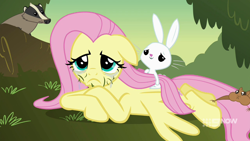 Size: 1280x720 | Tagged: safe, screencap, angel bunny, fluttershy, badger, pegasus, pony, squirrel, g4, hurricane fluttershy, 9now, crying, grass