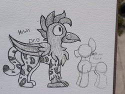 Size: 2026x1520 | Tagged: safe, artist:drheartdoodles, oc, oc only, oc:helios, griffon, background character, chest fluff, large wings, size difference, smiling, traditional art, wings
