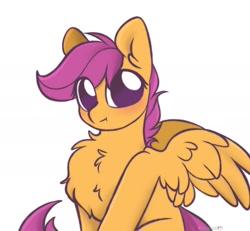 Size: 2010x1854 | Tagged: safe, artist:mariashek, scootaloo, pegasus, pony, :t, blushing, chest fluff, cute, cutealoo, ear fluff, female, filly, fluffy, looking at you, no pupils, simple background, sitting, solo, spread wings, white background, wing fluff, wings