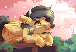 Size: 4000x2750 | Tagged: safe, alternate version, artist:ardail, oc, oc only, oc:crisom chin, cow, cow pony, pegasus, pony, g4, :p, cherry blossoms, cute, flower, flower blossom, prone, raffle prize, solo, tongue out, unshorn fetlocks, wings