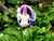 Size: 2080x1560 | Tagged: safe, starlight glimmer, pony, unicorn, g4, flower, irl, photo, plushie, solo