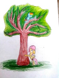 Size: 810x1080 | Tagged: safe, artist:kiwwsplash, angel bunny, fluttershy, rainbow dash, pegasus, pony, g4, bipedal, female, looking up, mare, prone, traditional art, tree