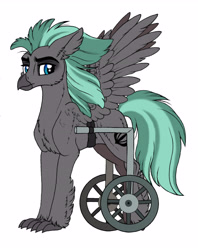Size: 4044x5112 | Tagged: safe, artist:celestial-rainstorm, oc, oc only, oc:seasmoke, classical hippogriff, hippogriff, hybrid, yakony, absurd resolution, handicapped, interspecies offspring, male, offspring, parent:sandbar, parent:yona, parents:yonabar, simple background, solo, wheelchair, white background