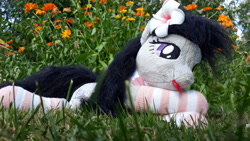 Size: 4128x2322 | Tagged: safe, octavia melody, pony, g4, clothes, female, flower, flower in hair, grass, irl, photo, plushie, socks, solo, striped socks, tongue out