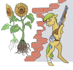 Size: 824x800 | Tagged: safe, artist:adeptus-monitus, oc, oc only, oc:monitus, earth pony, pony, undead, zombie, flower, gun, medkit, shotgun, sunflower, weapon