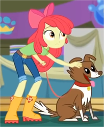 Size: 927x1136 | Tagged: safe, screencap, apple bloom, winona, dog, best in show: the victory lap, equestria girls, g4, my little pony equestria girls: better together, adorabloom, apple bloom's bow, belt, boots, bow, clothes, collar, cute, duo, female, hair bow, jeans, leash, looking at something, pants, shirt, shoes, smiling, tongue out, winonabetes