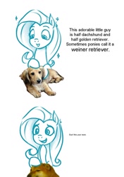 Size: 720x1020 | Tagged: safe, anonymous artist, fluttershy, dachshund, dog, pegasus, pony, shiba inu, g4, cheems, comic, dialogue, double entendre, drawthread, laughing, requested art, shibe, sketch