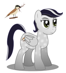 Size: 1000x1100 | Tagged: safe, artist:warren peace, oc, oc only, oc:silver shrike, bird, pegasus, pony, fanfic:my little argonian family is sacred, annoyed, antagonist, coat markings, cutie mark, dappled, fanfic, fanfic art, female, mare, shadow, shrike, simple background, solo, transparent background, twig, vector