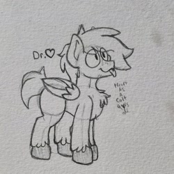 Size: 1660x1660 | Tagged: safe, artist:drheartdoodles, oc, oc:dr.heart, clydesdale, pegasus, pony, chest fluff, colt, male, smiling, tongue out, traditional art