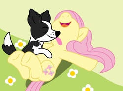 Size: 1024x760 | Tagged: safe, artist:pandalove93, fluttershy, oc, oc:whopper, dog, pegasus, pony, g4, animal, eyes closed, giggling, laughing, licking, lying on the ground, open mouth, tickling, tongue out, vector