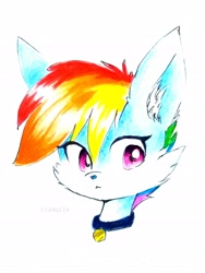 Size: 2135x2846 | Tagged: safe, artist:liaaqila, rainbow dash, fox, g4, bust, cheek fluff, collar, ear fluff, female, high res, pet tag, portrait, simple background, solo, species swap, traditional art, two toned coat, white background