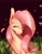 Size: 1467x1900 | Tagged: safe, artist:dumddeer, fluttershy, pegasus, pony, g4, bust, cheek fluff, chest fluff, cute, ear fluff, female, fern, mare, petals, shyabetes, solo