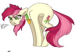 Size: 2500x1780 | Tagged: safe, artist:chibadeer, edit, editor:merik1337, roseluck, earth pony, insect, pony, g4, angry, arched back, behaving like a cat, collar, female, hissing, pony pet, rosepet, simple background, slit pupils, solo, threat display