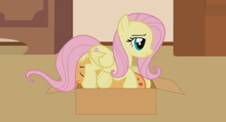 Size: 496x267 | Tagged: safe, artist:forgalorga, applejack, fluttershy, cat, cat pony, earth pony, pegasus, pony, your little pets, g4, behaving like a cat, box, eyes closed, female, flutterbox, pony in a box, sitting on person, sitting on pony