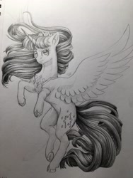 Size: 4032x3024 | Tagged: safe, artist:tillie-tmb, twilight sparkle, alicorn, pony, g4, female, grayscale, monochrome, pencil drawing, simple background, solo, traditional art, twilight sparkle (alicorn), white background