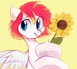Size: 2800x2500 | Tagged: safe, artist:raily, oc, oc only, oc:spectrum beam, pegasus, pony, chest fluff, feathered wings, flower, high res, looking away, pegasus oc, sketch, solo, spread wings, sunflower, wings