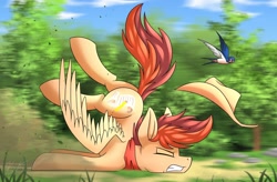 Size: 1280x842 | Tagged: safe, artist:kaylerustone, oc, oc only, oc:kayle rustone, bird, pegasus, pony, butt, crash, eyes closed, face down ass up, forest, gritted teeth, hat, male, plot, scenery, solo, spread wings, stallion, wings