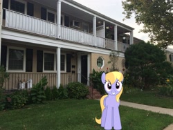 Size: 3264x2448 | Tagged: safe, artist:bluemeganium, artist:topsangtheman, cloud kicker, pegasus, pony, g4, high res, house, irl, looking at you, photo, ponies in real life, solo