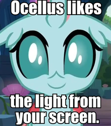 Size: 448x510 | Tagged: safe, edit, edited screencap, screencap, ocellus, changedling, changeling, g4, uprooted, breaking the fourth wall, bugs doing bug things, caption, cropped, cute, diaocelles, female, fourth wall, image macro, looking at you, meta, smiling, solo, text