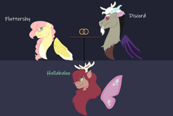 Size: 1280x854 | Tagged: safe, artist:itstechtock, discord, fluttershy, oc, oc:hullabaloo, hybrid, g4, cute, cute little fangs, fangs, female, interspecies offspring, male, offspring, parent:discord, parent:fluttershy, parents:discoshy, ship:discoshy, shipping, straight