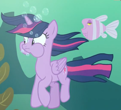 Size: 1184x1081 | Tagged: safe, screencap, twilight sparkle, alicorn, fish, pony, every little thing she does, g4, bubble, female, folded wings, holding breath, mare, puffy cheeks, solo, twilight sparkle (alicorn), underwater, water, wide eyes, wings