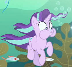 Size: 1154x1081 | Tagged: safe, screencap, starlight glimmer, fish, pony, unicorn, every little thing she does, g4, bubble, female, holding breath, mare, puffy cheeks, seaweed, solo, underwater, water, wide eyes