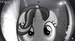 Size: 615x343 | Tagged: safe, artist:bastbrushie, starlight glimmer, pony, unicorn, g4, cute, female, glimmerbetes, grayscale, irl, looking at you, mare, meme, monochrome, peeking, photo, ponies in real life, ponified animal photo, ponified meme, recording, solo