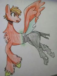 Size: 768x1022 | Tagged: safe, artist:flameking, oc, oc only, changeling, pegasus, pony, changeling oc, pegasus oc, wings