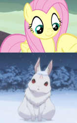 Size: 456x728 | Tagged: safe, edit, screencap, fluttershy, pegasus, pony, rabbit, g4, animal, re:zero, this will end in death, this will end in tears, this will end in tears and/or death