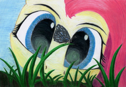 Size: 1280x885 | Tagged: safe, artist:myzanil, fluttershy, butterfly, insect, pegasus, pony, g4, close-up, colored pencil drawing, grass, looking at something, looking forward, sky, solo, traditional art