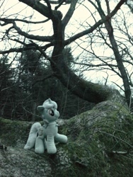 Size: 1944x2592 | Tagged: safe, artist:adamar44, lyra heartstrings, pony, unicorn, g4, irl, nature, photo, plushie, poland, solo, tree