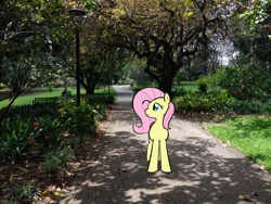 Size: 1200x900 | Tagged: safe, artist:duckchip, edit, fluttershy, pegasus, pony, g4, calm, path, photo, photography, real life background, solo