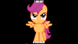 Size: 1280x720 | Tagged: safe, ai assisted, ai content, fifteen.ai, scootaloo, pegasus, pony, g4, angry, black background, captain obvious, caption, female, filly, image macro, imgflip, meme, scootachicken, scootaloo is not a chicken, simple background, small wings, solo, sound, sound only, spread wings, text, webm, wings
