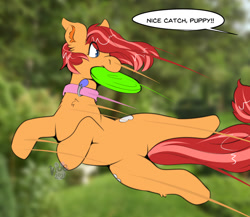 Size: 1280x1111 | Tagged: safe, artist:maynara, oc, oc only, oc:peaches(maynara), pony, both cutie marks, collar, dialogue, ear fluff, eye clipping through hair, female, frisbee, jumping, mouth hold, pet play, pet tag, pony pet, real life background, solo, speed lines