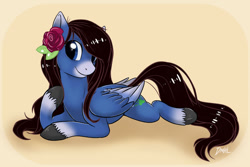 Size: 1024x682 | Tagged: safe, artist:starcutx, oc, oc only, pegasus, pony, coat markings, colored wings, commission, facial markings, female, flower, flower in hair, lying down, mare, prone, rose, smiling, snip (coat marking), socks (coat markings), solo, sploot, two toned wings, unshorn fetlocks, wings, ych result