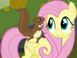 Size: 1270x954 | Tagged: safe, screencap, fluttershy, pegasus, pony, squirrel, season 5, the hooffields and mccolts, cropped, cute, female, mare, shyabetes, smiling