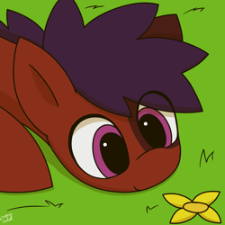 Size: 1768x1768 | Tagged: safe, artist:monycaalot, oc, oc only, oc:mony caalot, earth pony, pony, cute, day, eye clipping through hair, female, flower, grass, lying, outdoors, pink eyes, simple background, smiling, solo