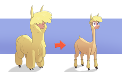 Size: 3280x1956 | Tagged: safe, artist:hitsuji, paprika (tfh), alpaca, them's fightin' herds, before and after, cloven hooves, community related, fluffy, simple background, solo