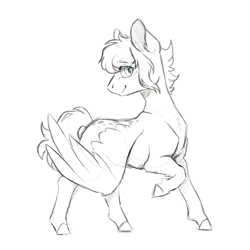 Size: 3000x3000 | Tagged: safe, artist:flaming-trash-can, pegasus, pony, high res, sketch, solo