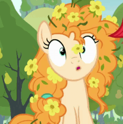 Size: 357x360 | Tagged: safe, edit, edited screencap, editor:php178, screencap, pear butter, earth pony, pony, g4, the perfect pear, animated, blowing, buttercup, cropped, cute, female, flower, flower in hair, flowers everywhere, gif, loop, mare, offscreen character, pearabetes, perfect loop, spitting