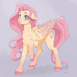 Size: 1080x1080 | Tagged: safe, artist:jesscoopsart, fluttershy, pegasus, pony, g4, chest fluff, colored hooves, ear fluff, elbow fluff, female, floppy ears, fluffy, folded wings, looking at you, mare, no more ponies at source, raised hoof, solo, standing, three quarter view, unshorn fetlocks, wings