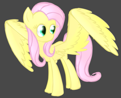 Size: 733x593 | Tagged: safe, artist:princessfaeron, fluttershy, pegasus, pony, g4, female, gray background, looking at something, looking away, mare, simple background, solo, spread wings, standing, turned head, wings