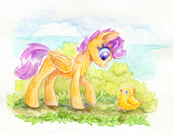 Size: 900x693 | Tagged: safe, artist:maytee, scootaloo, bird, chicken, pegasus, pony, g4, colored pencil drawing, cute, cutealoo, female, filly, foal, folded wings, looking down, scootachicken, smiling, solo, traditional art, wings