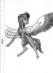 Size: 1275x1752 | Tagged: safe, artist:silbernepegasus, horse, pegasus, pony, large wings, monochrome, realistic, solo, spread legs, spread wings, standing on two hooves, traditional art, wings