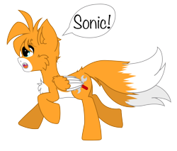 Size: 824x701 | Tagged: safe, artist:aerithechidna4rt, fox, fox pony, hybrid, pony, cheek fluff, chest fluff, colored wings, countershading, cute, fangs, fluffy, male, miles "tails" prower, multiple tails, open mouth, ponified, running, simple background, sonic the hedgehog (series), speech bubble, tail, transparent background, two tails, two toned wings, wings