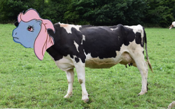 Size: 606x379 | Tagged: safe, edit, wind whistler, cow, pegasus, pony, g1, my little pony 'n friends, 1000 years in photoshop, animal, cow whistler, farm, female, grass, irl, outdoors, photo, smiling, solo