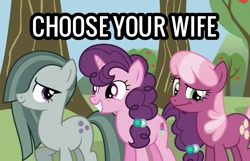 Size: 713x458 | Tagged: safe, cheerilee, marble pie, sugar belle, earth pony, pony, unicorn, g4, caption, choose your wife, female, image macro, implied big macintosh, mare, text, trio, trio female